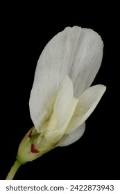 Langre blanca (Trifolium repens). Cierre de Flores