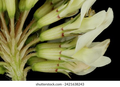 Langre blanca (Trifolium repens). Cierre de detalles del capitulum floreciente