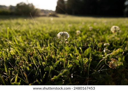 Similar – Image, Stock Photo Grass area Green plants
