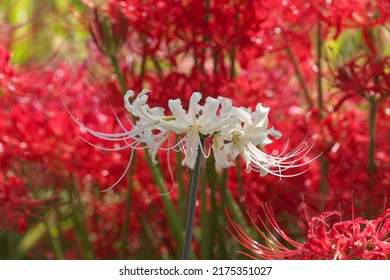 White cluster amaryllis in a cluster of red cluster amaryllis
