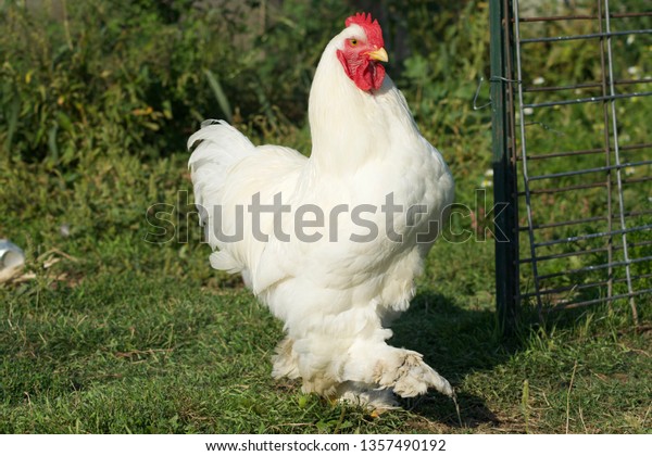 White Cochin Chicken Feathered Feet Stock Photo 1357490192 | Shutterstock