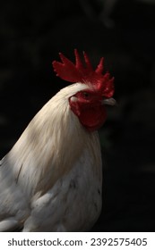 White cock with black baground poyrait image