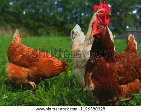 Similar – Chickens on meadow. Food