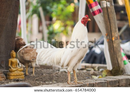 temple of cock Temple of cock