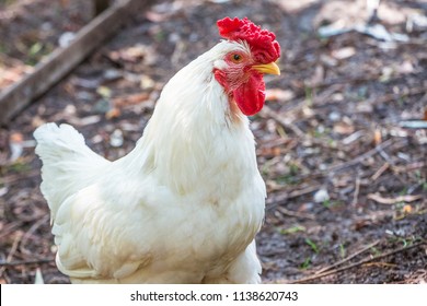 White Leghorn Rooster High Res Stock Images | Shutterstock