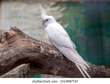 White cockatiel sitting on a branch, with its face side view at the photographer. Albino Cockatiel is pet so sweet, smart and friendly.
