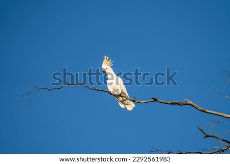 White cockatoo and corella perched in a gum tree in outback Australia. Native Australian birds in a tree in a national park