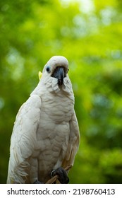 White Cockatoo At The Park