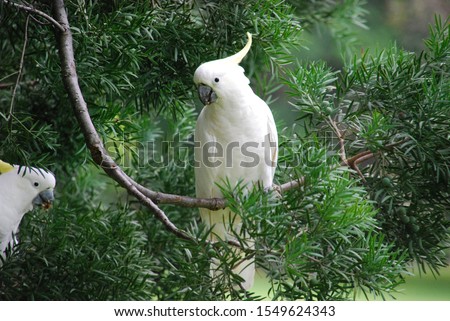 White cockatoo in the park. The white cockatoo (Cacatua alba), also known as the umbrella cockatoo, is a medium-sized all-white cockatoo endemic to tropical rainforest.