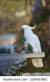 White Cockatoo Perched In A Veggie Patch Eating Spinach