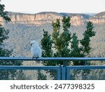 White Cockatoo sitting on railing at Echo Point in Katoomba with trees and Mt Solitary in the background