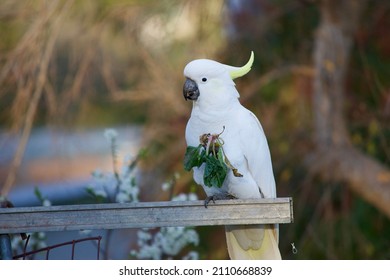 White Cockatoo In A Veggie Patch Eating Spinach