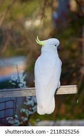 White Cockatoo In A Veggie Patch Eating Spinach