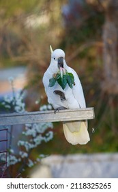 White Cockatoo In A Veggie Patch Eating Spinach