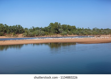 White Cockatoos (Corellas) On A Sandbar At Gilbert River, Queensland, Australia