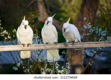 White Cockatoos In A Veggie Patch Eating Spinach