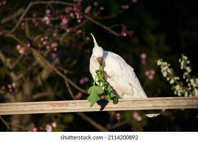 White Cockatoos In A Veggie Patch Eating Spinach