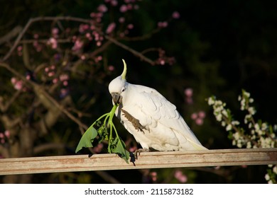 White Cockatoos In A Veggie Patch Eating Spinach