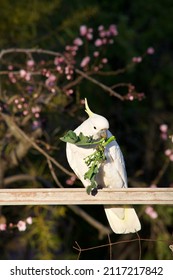 White Cockatoos In A Veggie Patch Eating Spinach