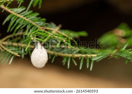 White cocoon on pine branch macro shot