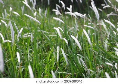 White Cogongrass Swaying In The Wind