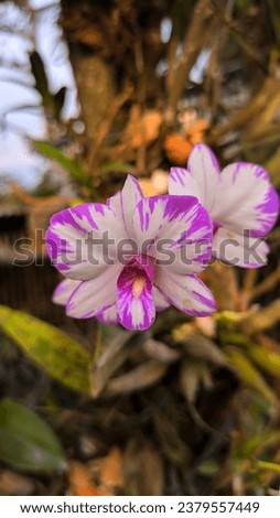 White Colaboration With Purple In Orchid Dendrubium