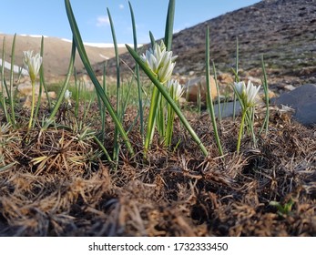 White Colchicaceae Flower Grown On The Mountain