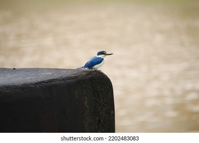 White Collared Kingfisher On A Rock