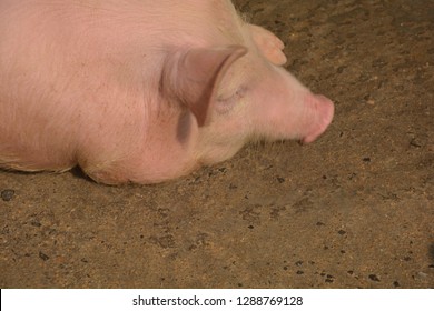 A White Color Domesticated Piggy, Piglet ( Sus Scrofa Domesticus ), Large White Yorkshire Pig In A Piggery, Selective Focusing And Blur Background