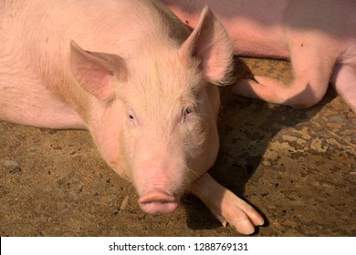 A White Color Domesticated Piggy, Piglet ( Sus Scrofa Domesticus ), Large White Yorkshire Pig In A Piggery, Selective Focusing And Blur Background