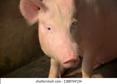 A White Color Domesticated Piggy, Piglet ( Sus Scrofa Domesticus ), Large White Yorkshire Pig In A Piggery, Selective Focusing And Blur Background