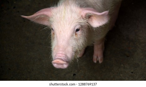 A White Color Domesticated Piggy, Piglet ( Sus Scrofa Domesticus ), Large White Yorkshire Pig In A Piggery, Selective Focusing And Blur Background