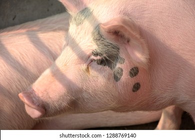 A White Color Domesticated Piggy, Piglet ( Sus Scrofa Domesticus ), Large White Yorkshire Pig In A Piggery, Selective Focusing And Blur Background