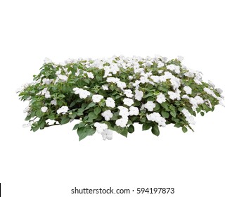 White Color Flower Bush Tree Isolated Whited Background