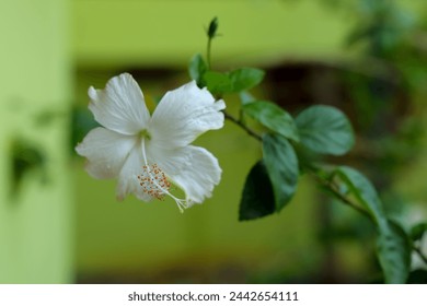 white color hibiscus flower garen green leaves 
