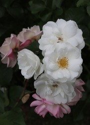 Color Blanco Híbrido Musk Rose Neige D'Ete Y Blanco, Rosa Y Albaricoque Color Híbrido Musk Rose Apricot Bells Flor En Un Jardín En Julio De 2022