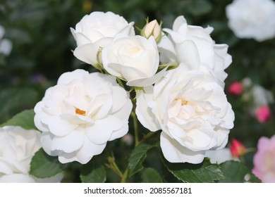 White color Hybrid Musk Rose Neige d'Ete flowers in a garden in June 2021. Idea for postcards, greetings, invitations, posters, wedding and Birthday decoration, background 