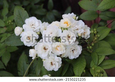 White color Hybrid Musk Rose Waterloo flowers in a garden in July 2021. Idea for postcards, greetings, invitations, posters, wedding and Birthday decoration, background 