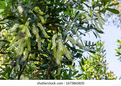 White Color Of Macadamia Nut Flowers Blossom On Macadamia Tree At Plantation