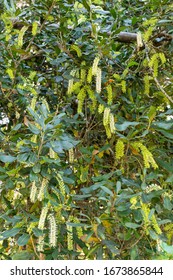 White Color Of Macadamia Nut Flowers Blossom On Macadamia Tree At Plantation