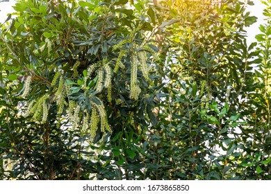 White Color Of Macadamia Nut Flowers Blossom On Macadamia Tree At Plantation