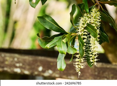 White Color Of Macadamia Nut Flowers Blossom On Its Tree