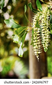 White Color Of Macadamia Nut Flowers Blossom On Its Tree