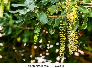 White Color Of Macadamia Nut Flowers Blossom On Its Tree