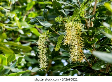 White Color Of Macadamia Nut Flowers Blossom On Its Tree 