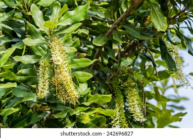 White Color Of Macadamia Nut Flowers Blossom On Its Tree