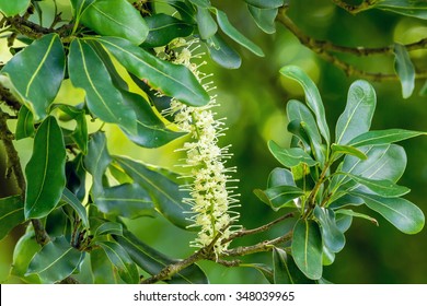 White Color Of Macadamia Nut Flowers Blossom On Its Tree