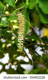 White Color Of Macadamia Nut Flowers Blossom On Its Tree