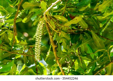 White Color Of Macadamia Nut Flowers Blossom On Its Tree