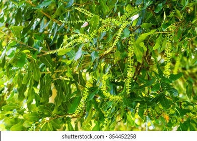 White Color Of Macadamia Nut Flowers Blossom On Its Tree